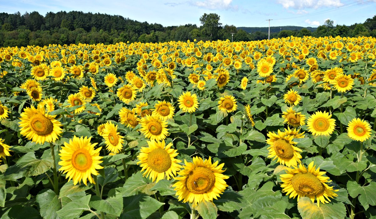 stanhudy's tweet photo. #TodaysAssignment
Hickory Hills Farm first-ever Sunflower Maze in Johnstown https://t.co/U2UQohpey4