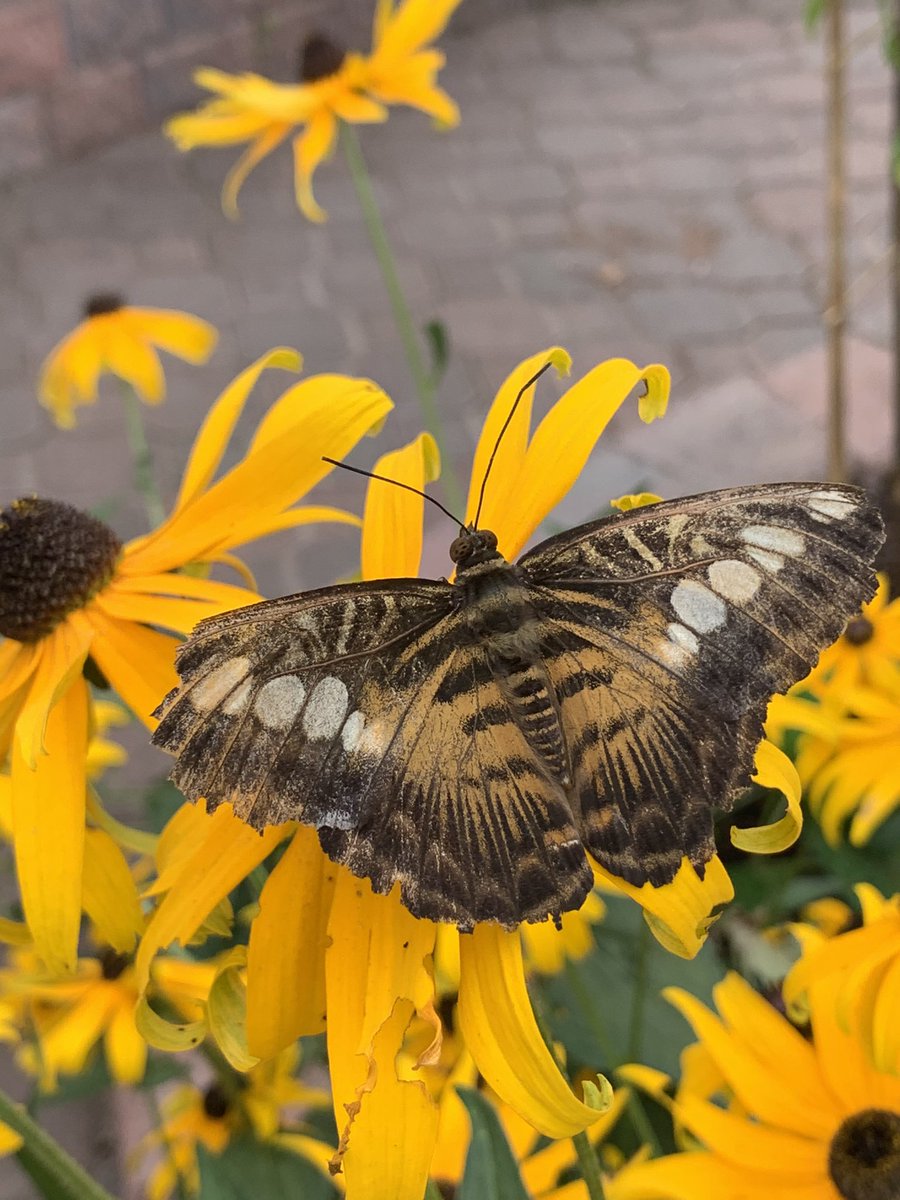 ralph_susan's tweet photo. @NLInsectarium During a recent visit, my 11 year old took these beautiful photos! Thought I would share them 🦋 https://t.co/efE1p0cVeW