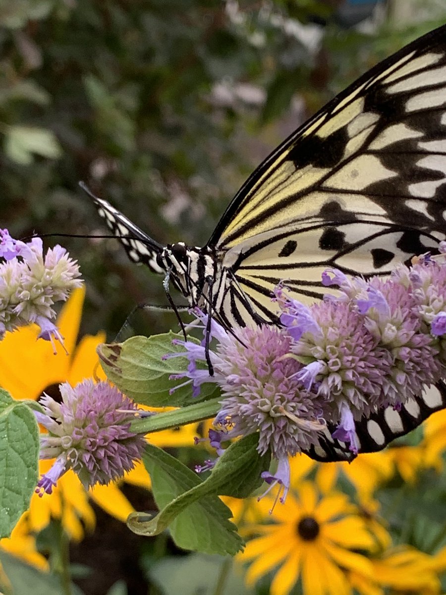 ralph_susan's tweet photo. @NLInsectarium During a recent visit, my 11 year old took these beautiful photos! Thought I would share them 🦋 https://t.co/efE1p0cVeW