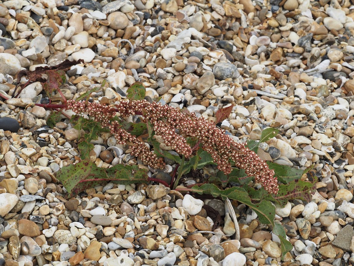 Too late for #wildflowerhour, but I saw this at Pagham the other day.  Weirdly, I haven’t found an ID but it was at the top of the beach so it would have qualified for #CoastalPlants.