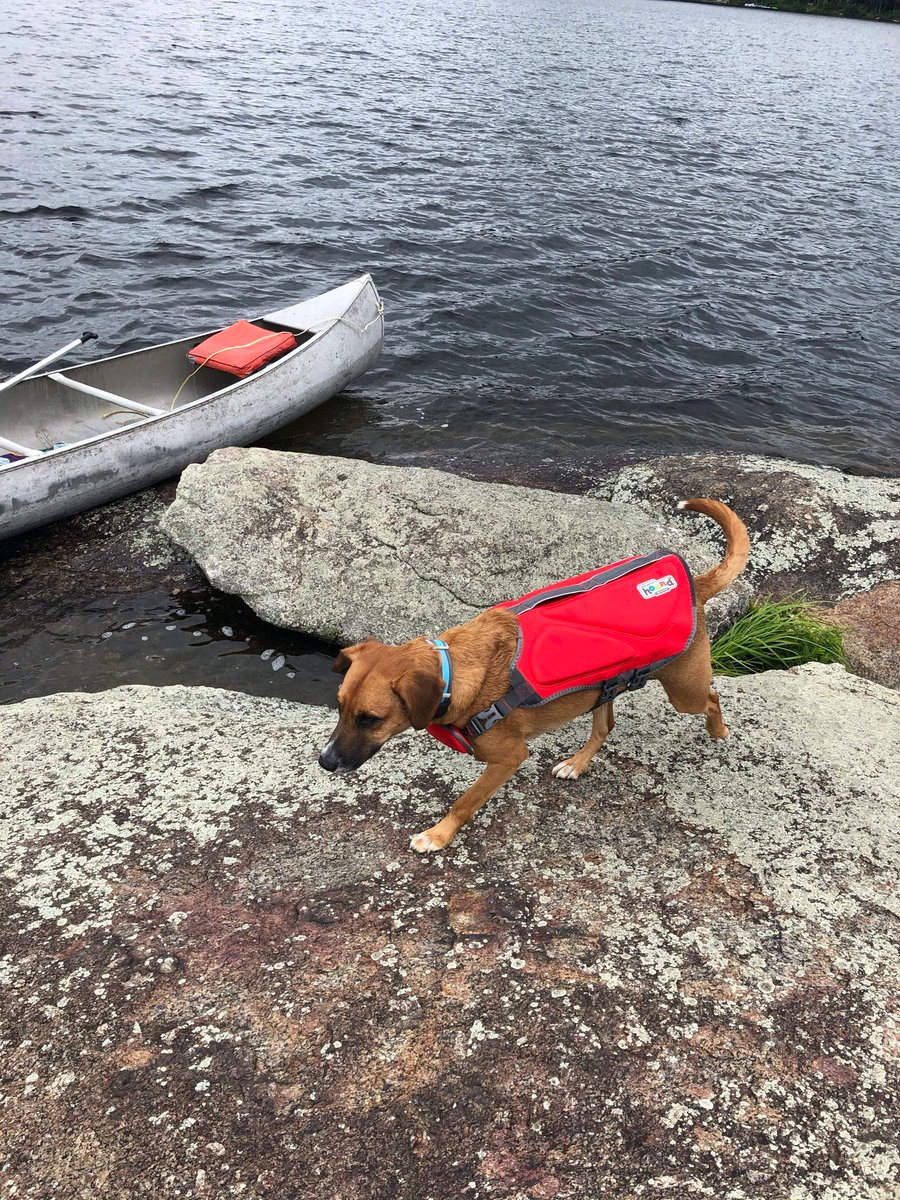 ChristyCalcagno's tweet photo. #DogDaysOfSummer
Marlow is enjoying his summer on vacation!
He was hesitant at first but loved the canoe πΆ
Don't forget to send your pup pics to https://t.co/d5jaLwdMgM
πΈ Neira Fermic https://t.co/57OtrGODe1