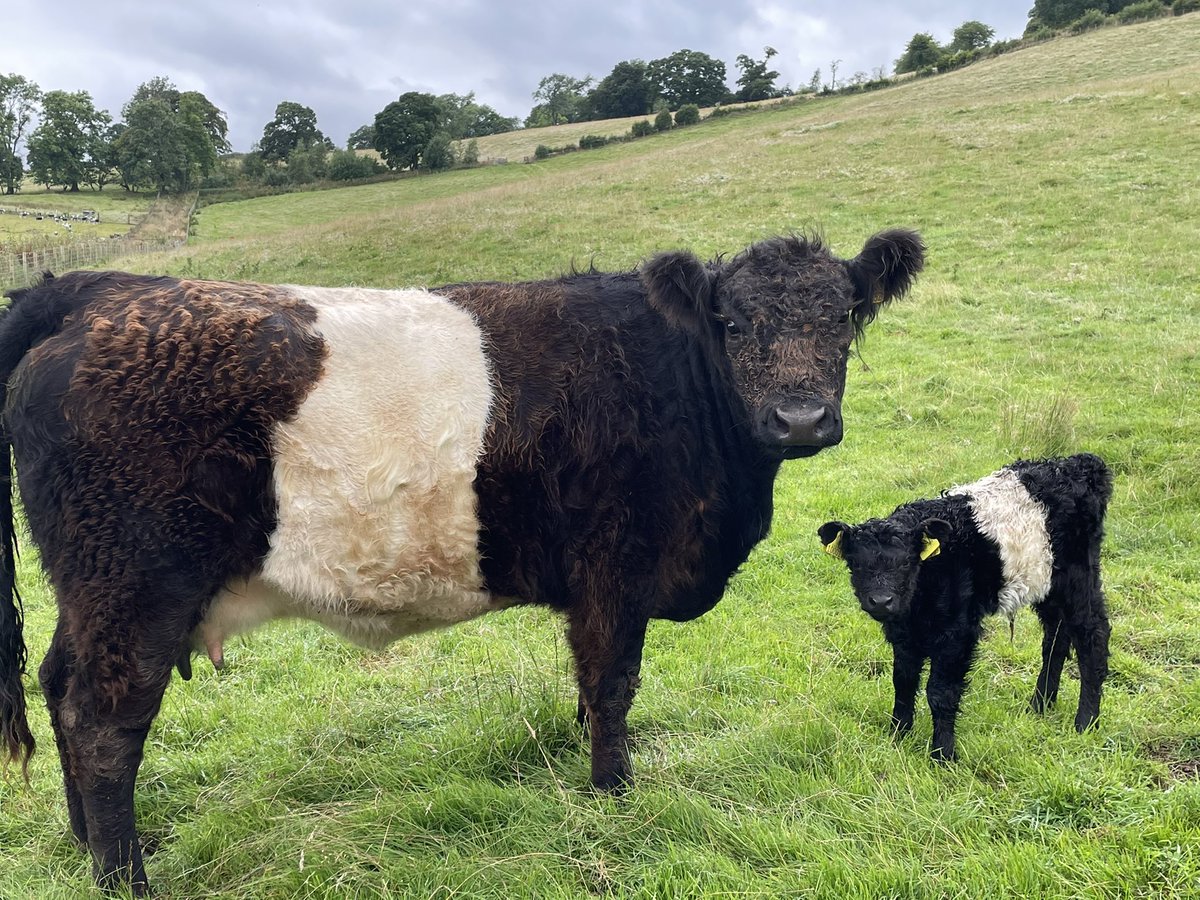 Music-themed name for a little Belted Galloway lady required... suggestions welcome 
(HR)