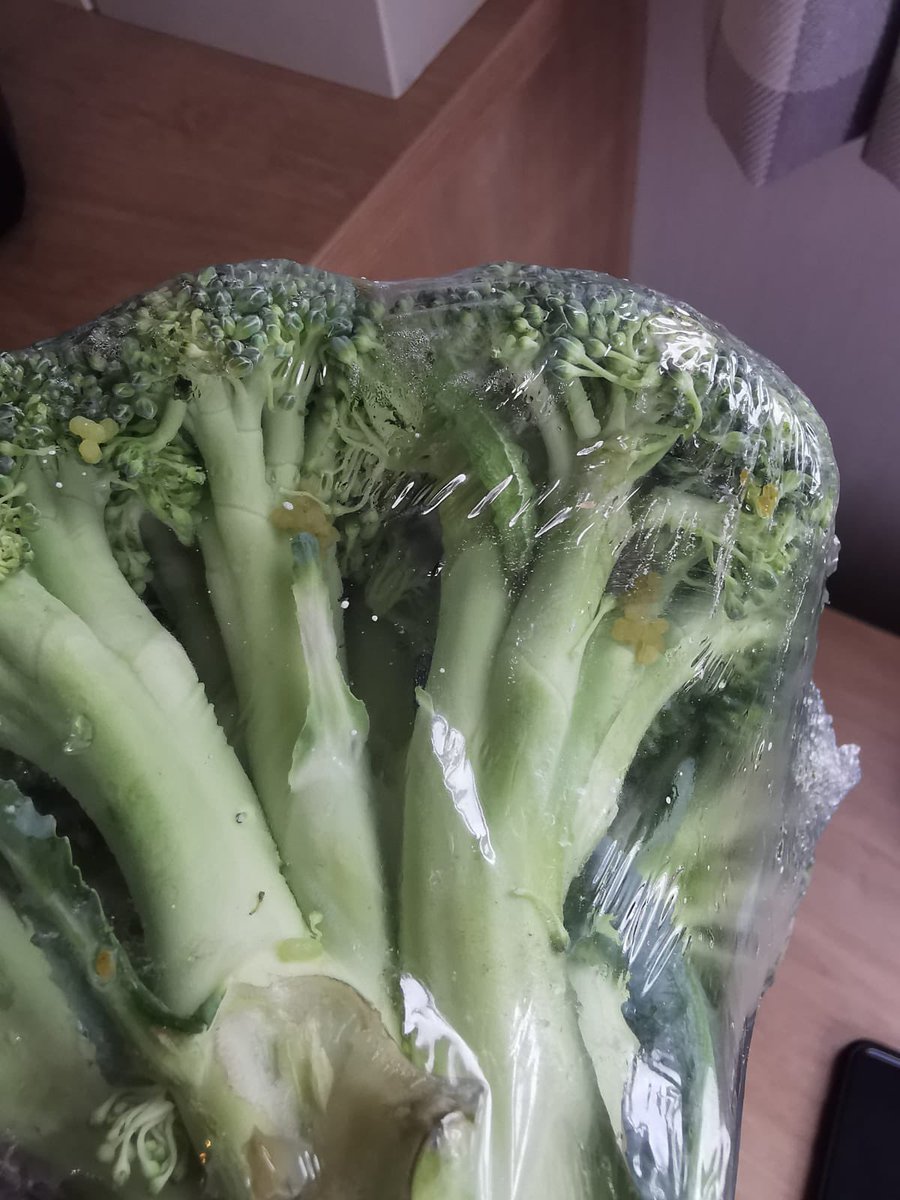 jd101uk's tweet photo. @AldiUK purchased at Newquay Aldi yesterday don’t really fancy eating Larva of some kind that is in the broccoli please advise if you would like returning?? https://t.co/arnS4cf15e