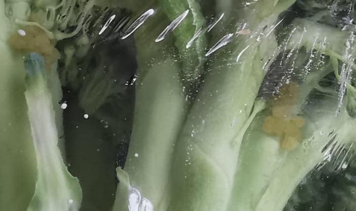 jd101uk's tweet photo. @AldiUK purchased at Newquay Aldi yesterday don’t really fancy eating Larva of some kind that is in the broccoli please advise if you would like returning?? https://t.co/arnS4cf15e