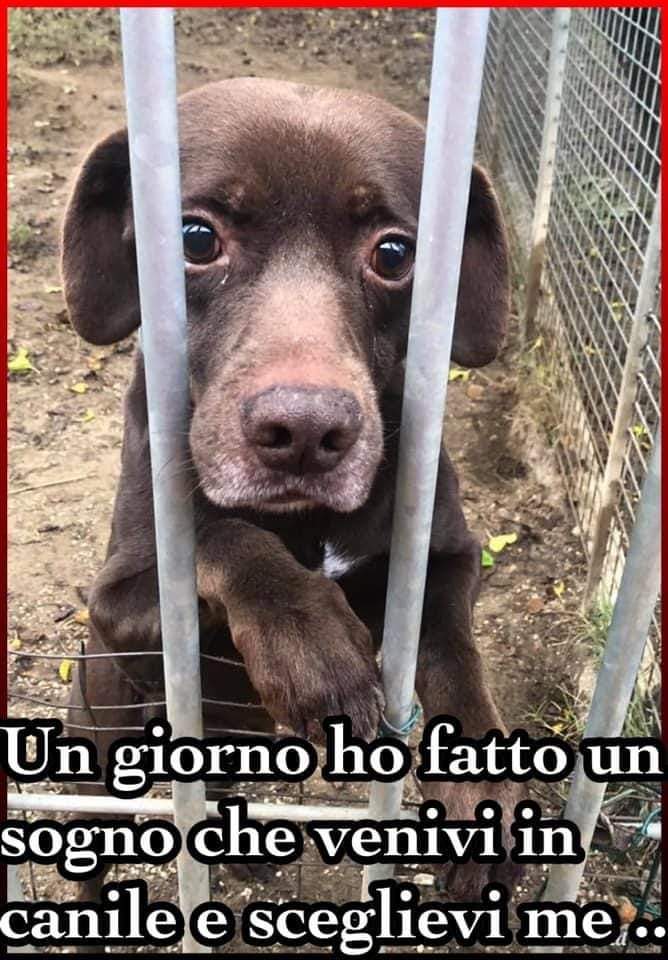 BullaPupa's tweet photo. FANGO 10 anni Roma 
uno dei tre cani sopravvissuti all’alluvione di Saponara che ha distrutto il rifugio nel quale vivevi seppellendolo sotto il fango.
taglia media, compatibile con qualsiasi cane femmina, no maschi,no gatti 
Adozione come componente della famiglia 334 17 88 768 https://t.co/rfpPT3YJ1E
