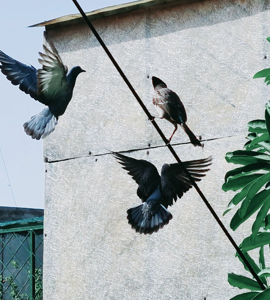 Pigeons and red vented bulbul 
 #indiaves #FreeAsABird #IndiaAt75
#IndependenceDayIndia2021 #ThePhotoHour #birdphotography #BirdsSeenIn2021 #TwitterNatureCommunity @IndiAves @Avibase