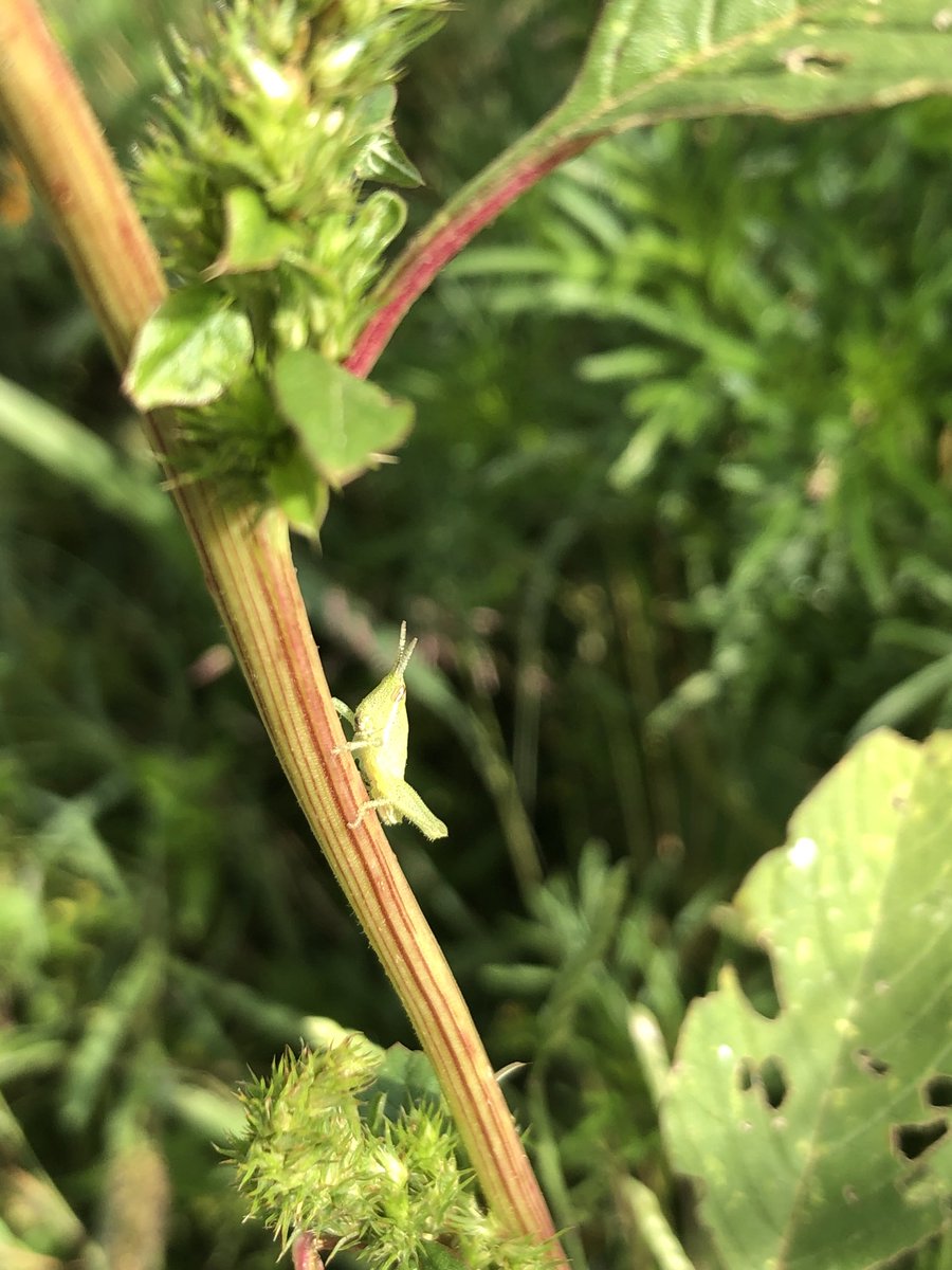 Zewla gal nabani, uxhady rë’ny naz tub zhiz wlaz / La vida continúa, chapulín pequeñito se agarra de una rama de quintonil / Life cycle continues, a baby grasshopper holds onto a “quintonil” stick… #UsaTuVoz