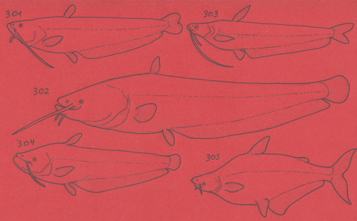 Cheetahtrout's tweet image. Sorry my #sundayfishsketch is offtheme today, since I did a lot for #fishtime instead. 4 plates! 
301) Amur catfish
302) Wels catfish
303) Wallago
304) helicopter catfish
305) Iridescent shark