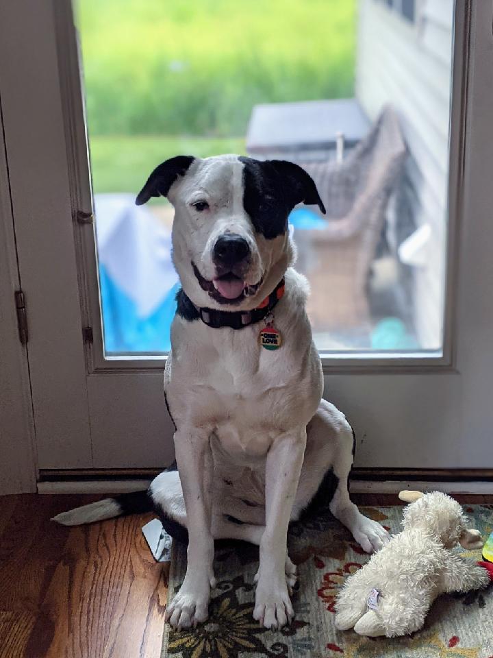 spowmar's tweet photo. This spunky lil lady needed a new home and we are the lucky family that was chosen! Welcome to our family, Layla girl!  We love you so much 🤍🖤🤍🖤 
Also, GO WHITE SOX! @BigMart52 https://t.co/kVZGSc3WT5