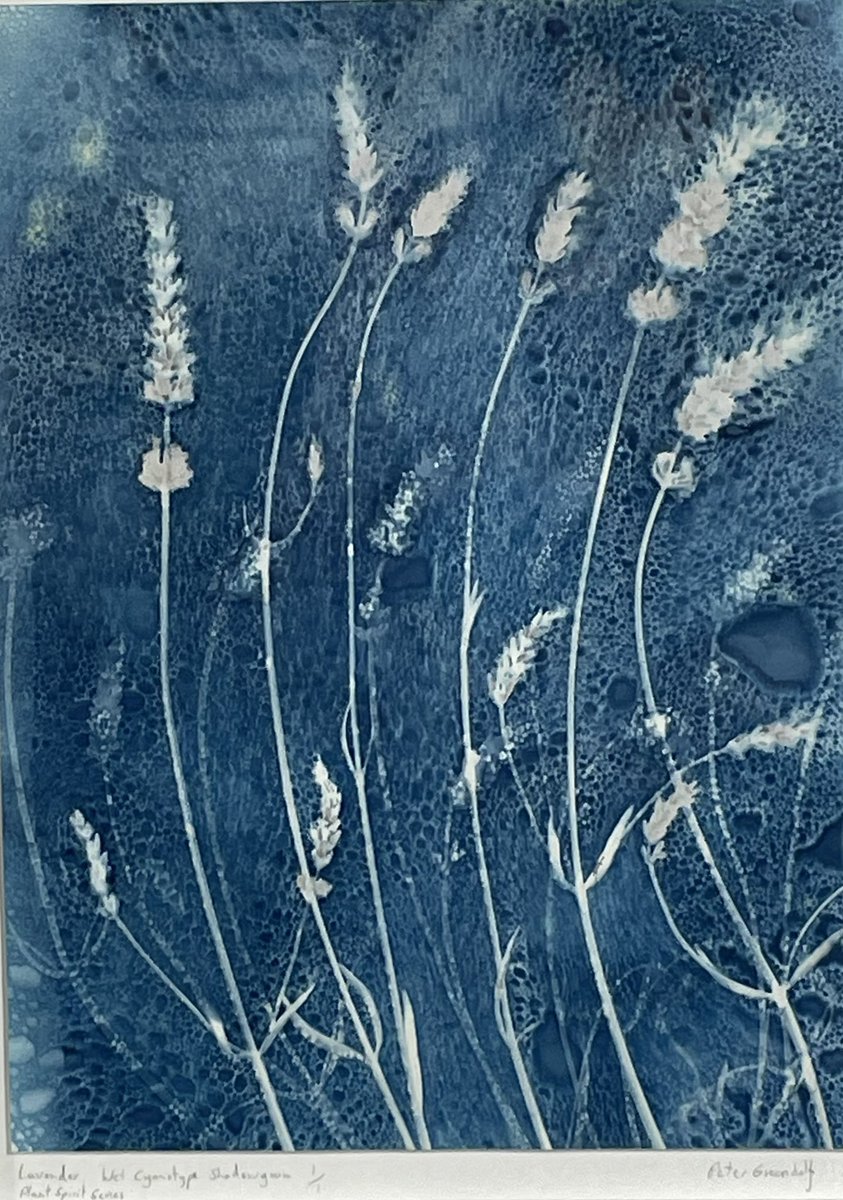 ryeartists's tweet photo. These 4 wet cyanotype shadow grams by photographer Peter Greenhalf can be spotted in our 70th Summer Exhibition- open every day 10.30am-5pm until August 29th- don’t miss us! #ryeartists #petergreenhalf #photography #shadowgram #cyanotype #ferns #jasmine #lavender @avocetgal https://t.co/CCQx4UxUDn