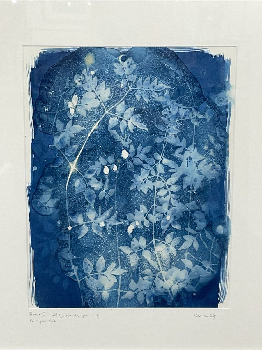 ryeartists's tweet photo. These 4 wet cyanotype shadow grams by photographer Peter Greenhalf can be spotted in our 70th Summer Exhibition- open every day 10.30am-5pm until August 29th- don’t miss us! #ryeartists #petergreenhalf #photography #shadowgram #cyanotype #ferns #jasmine #lavender @avocetgal https://t.co/CCQx4UxUDn