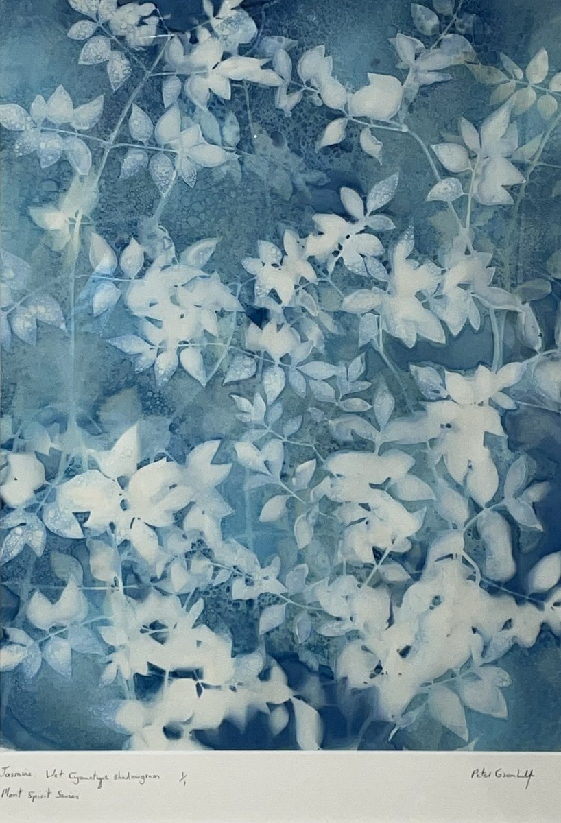 ryeartists's tweet photo. These 4 wet cyanotype shadow grams by photographer Peter Greenhalf can be spotted in our 70th Summer Exhibition- open every day 10.30am-5pm until August 29th- don’t miss us! #ryeartists #petergreenhalf #photography #shadowgram #cyanotype #ferns #jasmine #lavender @avocetgal https://t.co/CCQx4UxUDn