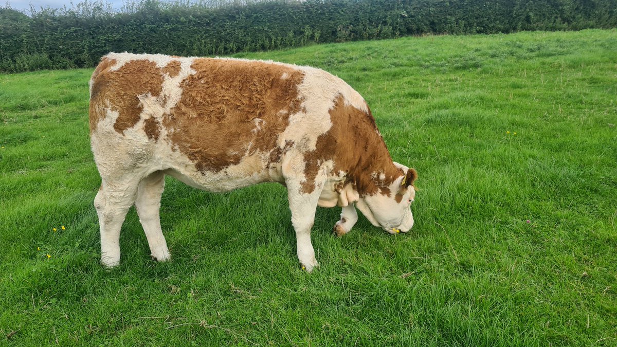 Ronancarroll75's tweet photo. #progressivegenetics #cowmaker #sucklers #simental #cattle #livestockphotography https://t.co/GNjje3d4hj