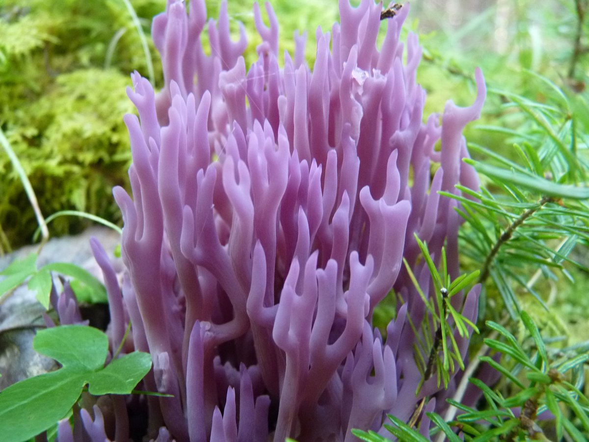 New to me coral fungi from yesterday. Take note. Most protected fungi where I live are lichens, and there's still not many. This is the first Basidiomycete fungi I've come across where I live with a 'Vulnerable' classification so don't pick it. Clavaria zoellingeri - Violet Coral