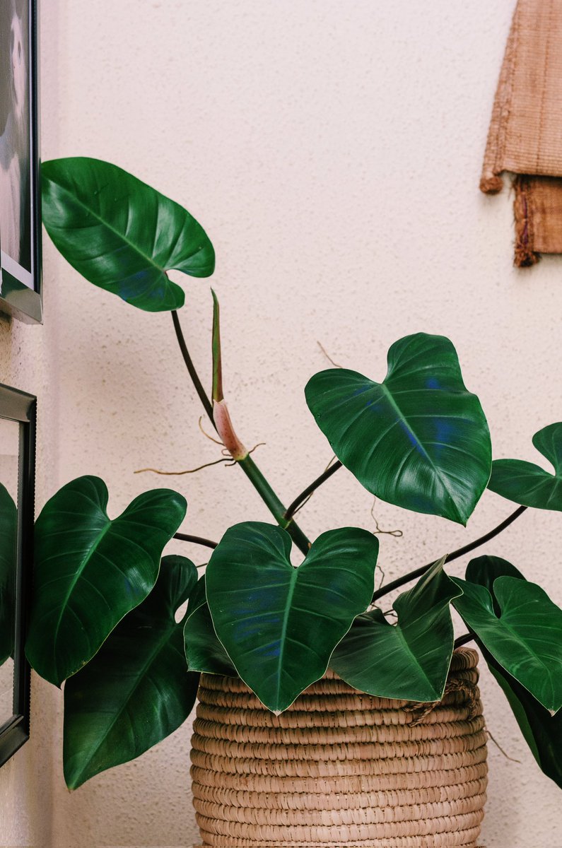 KhalidLately's tweet photo. I don't get a lot of light inside the house but I still manage to have some plants Inside. This is the largest of them all. A Philodendron Red Emerald. 🌿❤️ https://t.co/071XM5dhxg