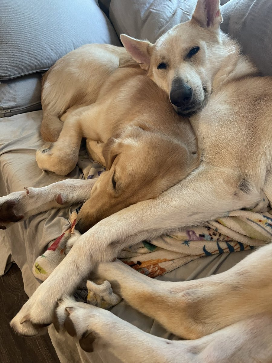 Nicksingleton96's tweet image. Without downloading any new pics, quote tweet this with another pic of a very good dog.