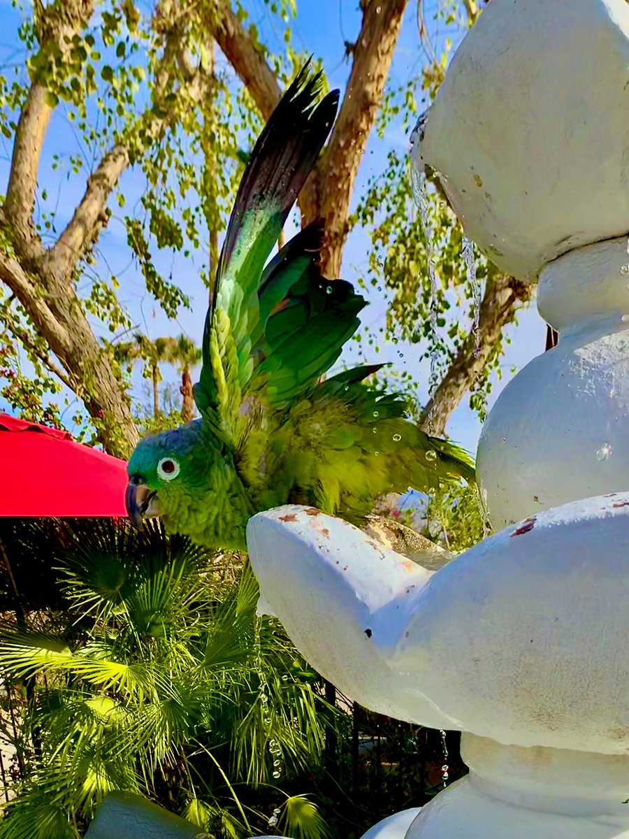 ScottTrace's tweet photo. #SundayExercise Paco (bird) was sitting on fountain when a raptor flew in scattering the doves, finches and parrot (she flew over to me) https://t.co/wbBSi43gNF