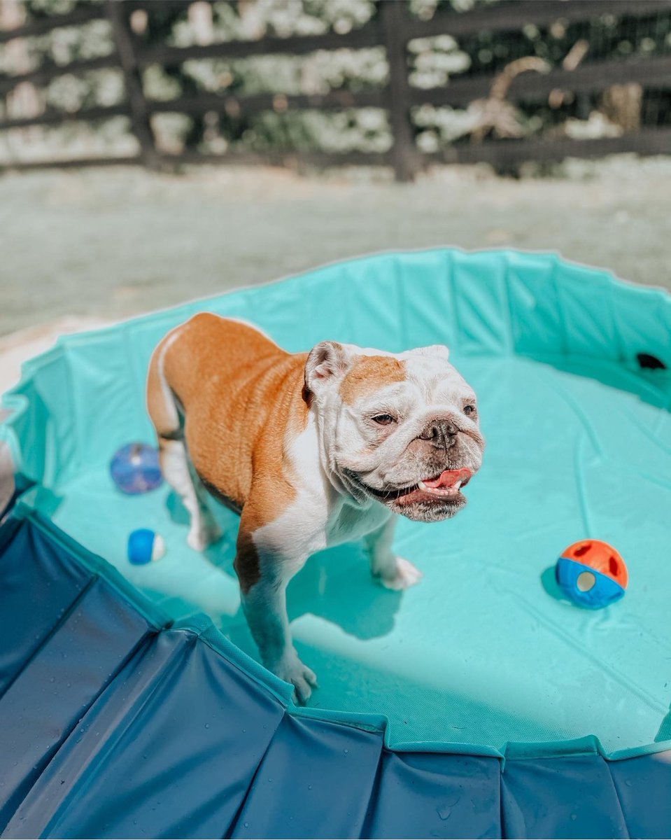 atlantapetlife's tweet photo. Sunday Funday in full effect!
Have a great rest of the weekend to all of our ATL furriends! ♥️
🐶Molly Moo
#atlantapetlife #dogist #atlpets #furendly #atlantapets #atlantadogs #dogfeature #pupsofig #puppiesofinsta #instapup #weratedogs #dailybarker #bestwoof #dogfeatures https://t.co/BttRIxxQCA