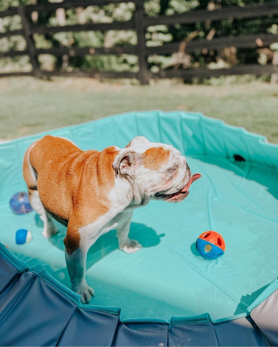 atlantapetlife's tweet photo. Sunday Funday in full effect!
Have a great rest of the weekend to all of our ATL furriends! ♥️
🐶Molly Moo
#atlantapetlife #dogist #atlpets #furendly #atlantapets #atlantadogs #dogfeature #pupsofig #puppiesofinsta #instapup #weratedogs #dailybarker #bestwoof #dogfeatures https://t.co/BttRIxxQCA