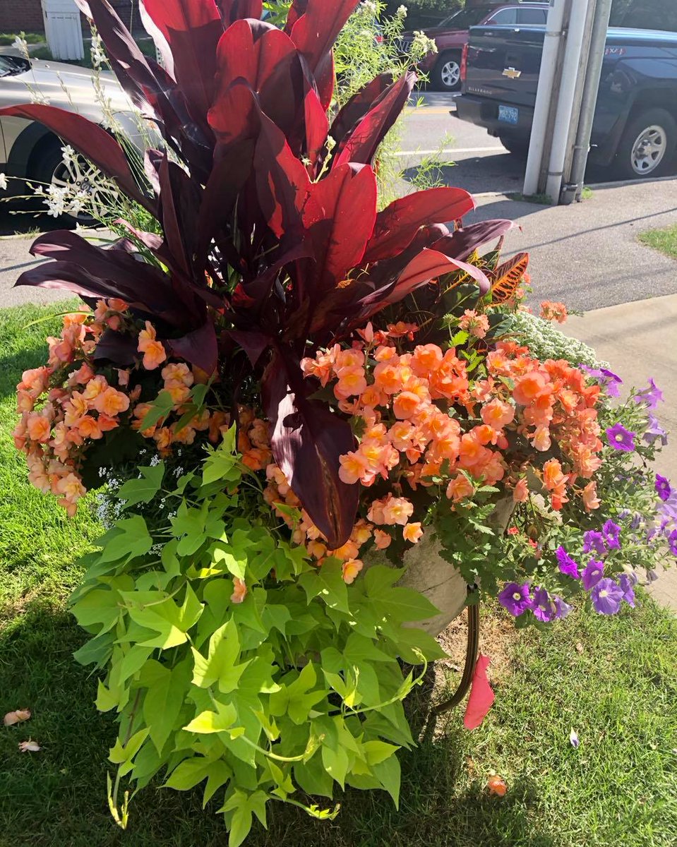 🌷 We're so fortunate to have so many talented and gracious folks in the garden/landscape design business in Osterville. 

Thank you JuliaGarden Design for our magnificent pots, and thank you Gardens by Rebecca for our incredible front garden! 🌷