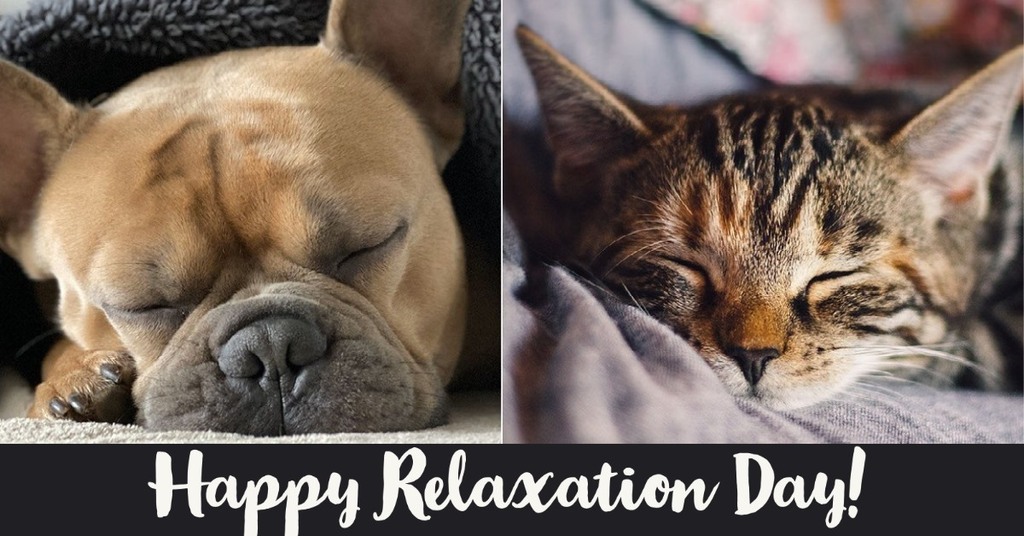 MACSchools's tweet image. Whether you're a dog person or a cat person...we hope you're relaxing today!

#MAfirstday is coming! ift.tt/3g7hjgp