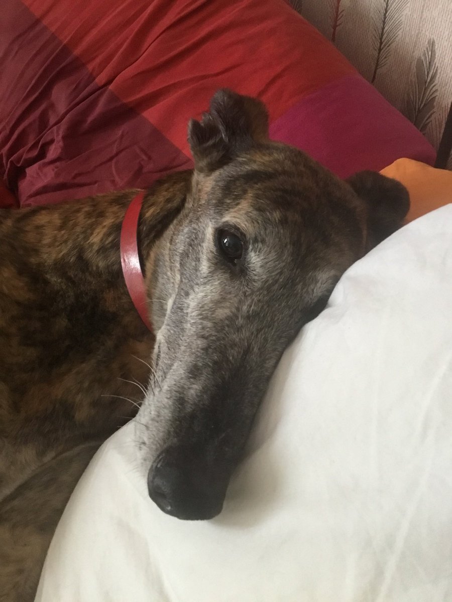 jetstream_pony's tweet photo. Very chuffed that the logo for #ATEOTSofa this year was inspired by Jenna, the retired lady formerly known as Jetstream Pony. She can hardly contain her excitement… @suchsmalltweets @weddingpresent https://t.co/lkznTZODGV