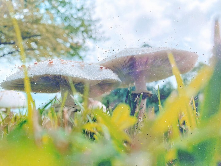 elementalvisual's tweet image. Faeries - Part Deux instagr.am/p/CSmiJa-BzbU/