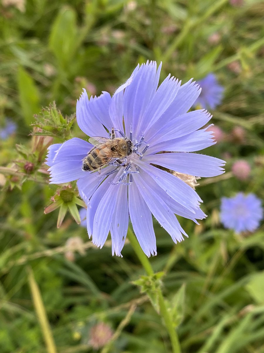 Slowfarmingco's tweet photo. Plenty of wildlife in our herbal leys, @BlackBeeHoney do you recognise any of yours? #regenerativeagriculture #slowfarming #herballeys #weeneedbees #bees #honey #farmingwithnature https://t.co/4cDiAb9GSp