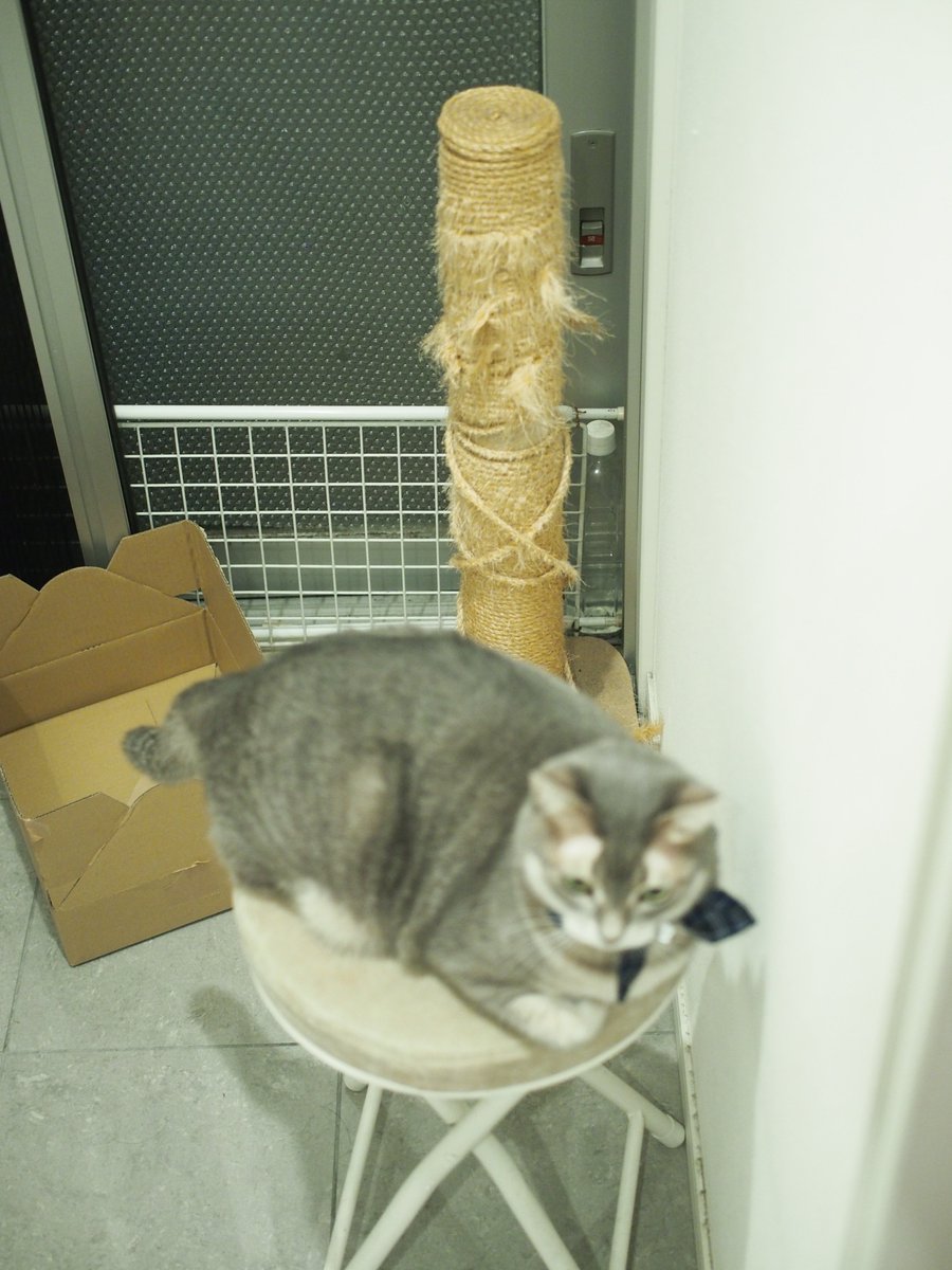 十年使った爪とぎ棒も限界かな… 