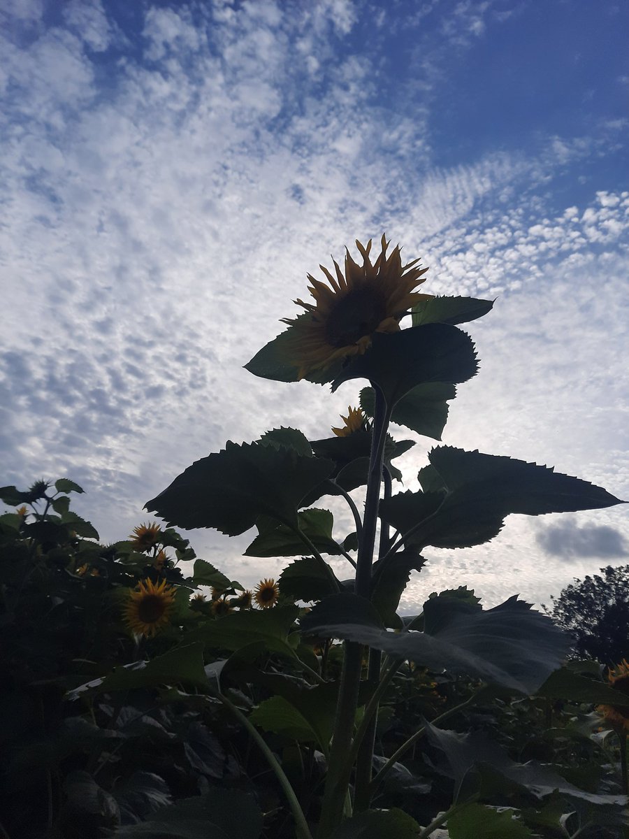 fleur_loveshop's tweet photo. イギリスよりこんばんは
近隣の農場の🌻ひまわり畑に行って来ました。広大な敷地で迫力！明日からまた忙しくなるのでリフレッシュ出来ました🌟
#イギリス #キリトリセカイ #ひまわり畑 #ファインダー越しの私の世界ᅠ #写真を撮っている人と繋がりたい #カメラ女子 #写真好きな人と繋がりがたい https://t.co/CPTELrQG5a