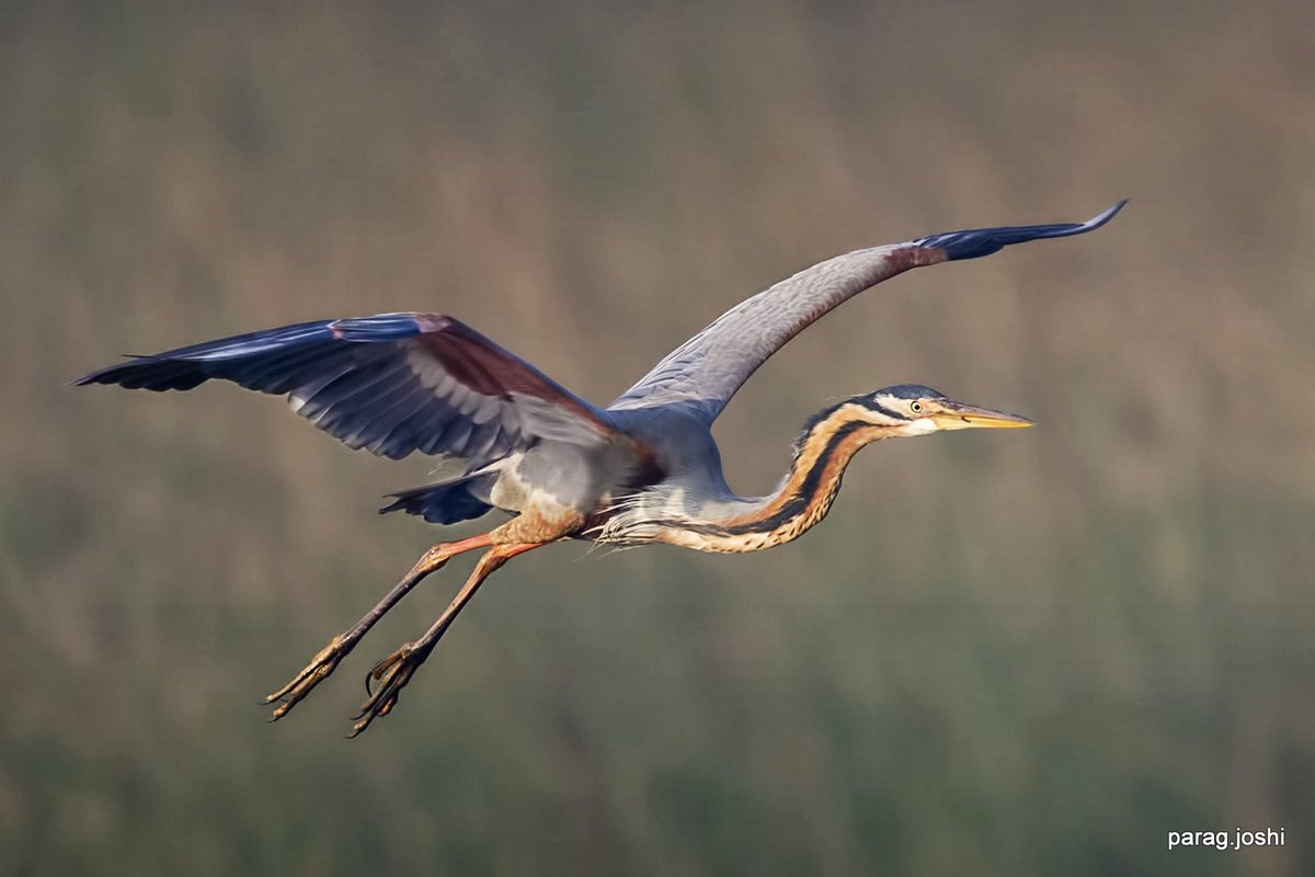 #IndiAves #FreeAsABird #IndependenceDayIndia2021 
#birdwatching #ThePhotoHour #TwitterNatureCommunity 
Purple Heron.