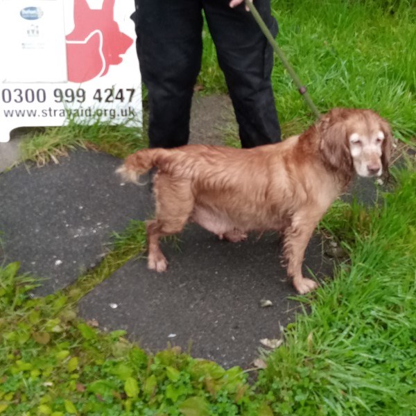 The_Animal_Team's tweet photo. #FoundSpaniel #HurworthBurn #CountyDurham today, 15/8/21. https://t.co/UmXm7FZVSk #dogs #dogsoftwitter #FoundDog #Spaniel https://t.co/Pkgxa57Io8