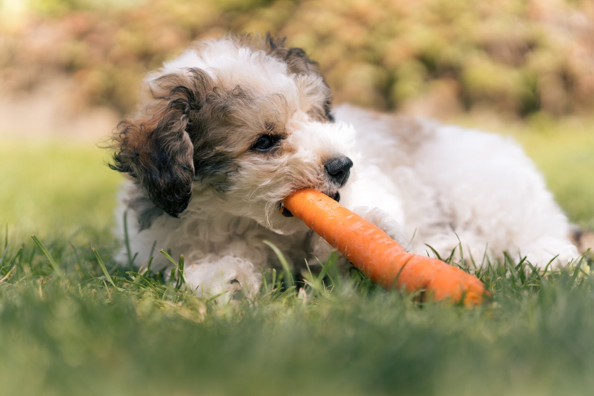joeraisphoto's tweet photo. My parents got a new puppy and unless it's just biting your toes, it's difficult to believe it's not a toy.
#pyppy #puppies https://t.co/0UN5bYMzP6