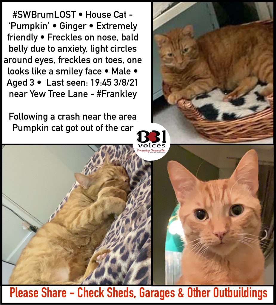 B31Voices's tweet photo. Still missing - Please contact with any info π
#SWBrumLOST β’ House Cat - βPumpkinβ β’ Ginger β’ Extremely friendlyβ’ Male β’ Aged 3 β’ Last seen: 19:45 3/8/21 near Yew Tree Lane - #Frankley
Following a crash near the area Pumpkin cat got out of the car.
#LostCat #Birmingham https://t.co/4WpPkBBOwh