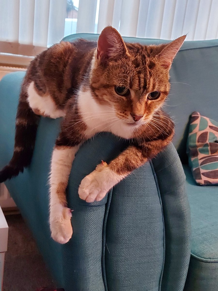 Evadreamer_Reed's tweet photo. Shes holding onto the sofa like I'm trying to hold onto the weekend #notanothermonday #CatsOfTwitter #mygirl https://t.co/1BvWMPzNxb