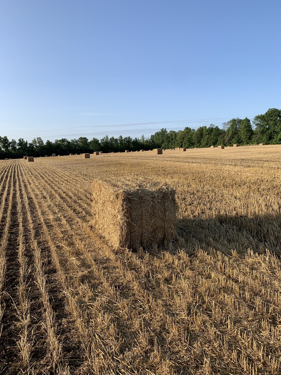 5ft lrg. squares for sale. $30each. Located near Athens. Pre harvest spray &amp; no rain. Call or text 613-802-4506 if you’re interested