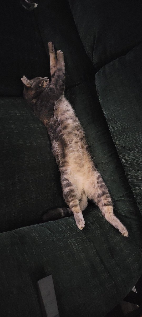 ModelCatSammy's tweet photo. Whatever. Going back to bed. #LongCatIsLong https://t.co/PM7bLywRpW