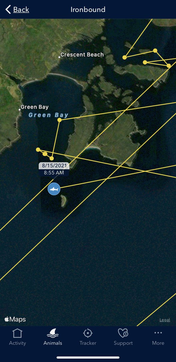 OCEARCH's tweet image. Ironbound is currently close to shore near Green Bay, Nova Scotia. Be advised. 

Track his movements: ocearch.org/tracker/detail…

#OCEARCH #FactsOverFear #IronBound #SharkTracker
