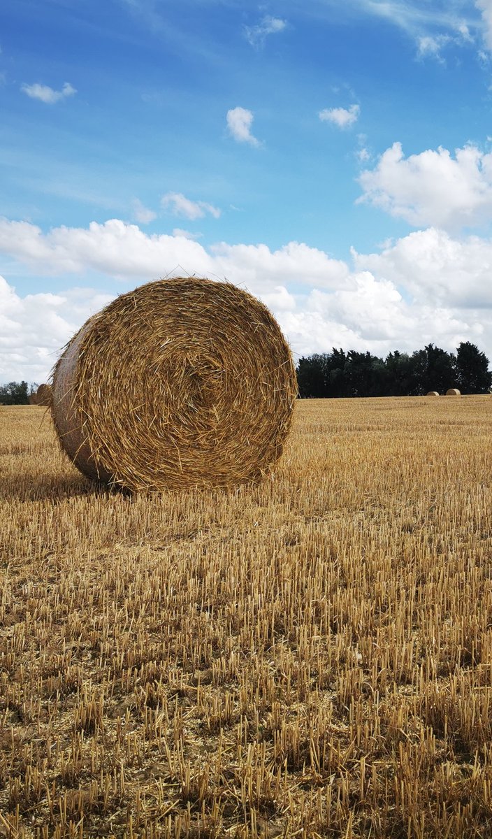 SophieDesreumau's tweet image. Promenade dans les champs du Cambresis, pensée amicale aux agriculteurs des Hauts-de-France qui travaillent tout ce week-end et les prochains jours de beau temps Course contre la montre pour sauver les récoltes de blé #caudry #Moisson2021 #zeroartificialisation  #stopurbanisation