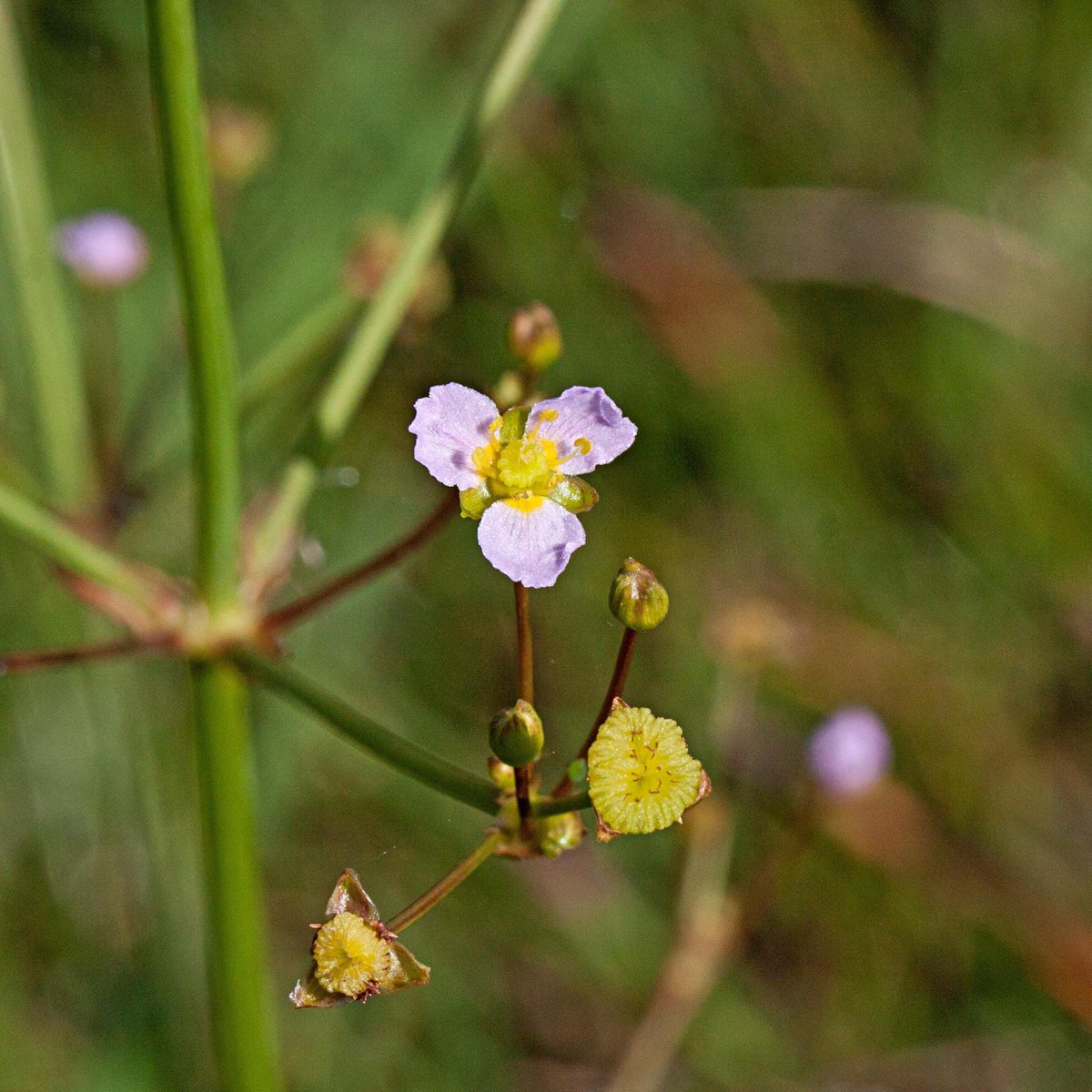 Lesser Water plantain- Baldellia ranunculoides, alongside Water Plantain- Alisma plantago-aquatica. Surprise beautiful new finds for me recently. at Lough Ree, Co. Roscommon. 
<a href="/wildflower_hour/">wildflowerhour</a> <a href="/BSBIbotany/">BSBI: Botanical Society of Britain & Ireland</a> <a href="/BSBI_Ireland/">BSBI Ireland</a> <a href="/EdwinaCole728/">Edwina Cole</a> <a href="/BrennanMartine/">Martine🦋Brennan🍄</a>