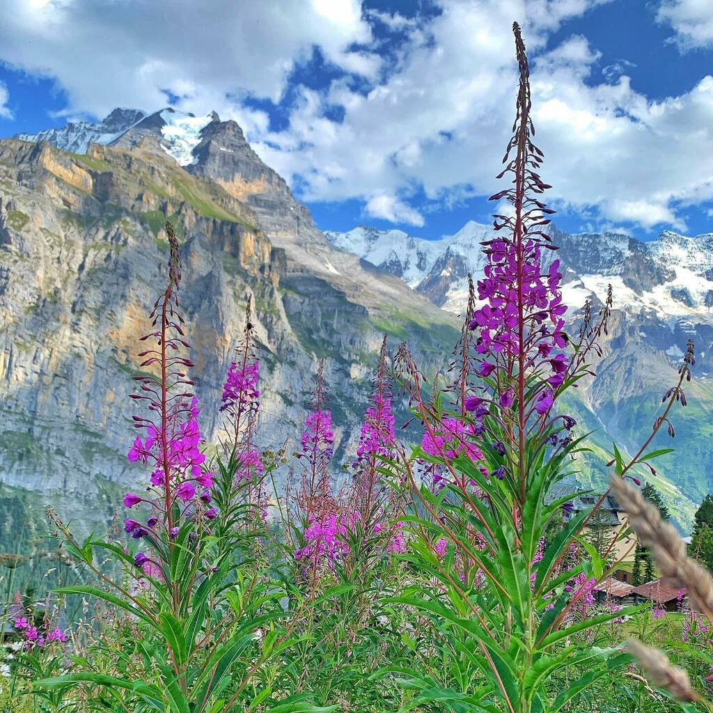 LadyWesner's tweet image. “Somewhere between the bottom of the climb and the summit is the answer to the mystery why we climb.” - Greg Child 

#mountainmagic #switzerland🇨🇭 #alpinehiking #breathtakingbeauty #lauterbrunnen🇨🇭 #hikersparadise #itstheclimb🏔 #mindblown instagr.am/p/CSmsrlVq4W1/