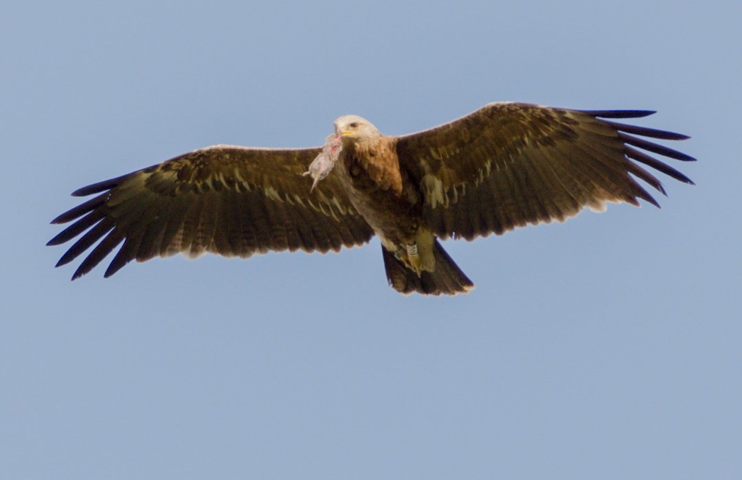 An example of 6 CY male hybrid spotted eagle breeding successfully in Estonia. Mixed genes make them really difficult or impossible to identify by plumage.
#clangaclanga #clangapomarina #Hybrid #raptors