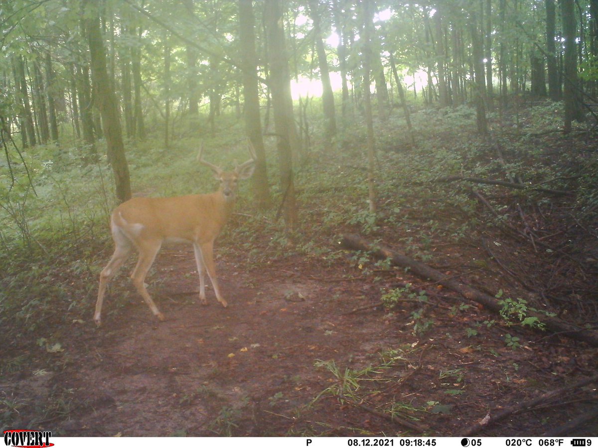 AntlerChaser_CC's tweet photo. Hung a vine over a mock scrape a month agoβ¦ pulled the card n itβs gettin attention from almost every deer in the herd I thinkβ¦ #mockscrape #scrape #vinescrape https://t.co/soelgtQR0Y