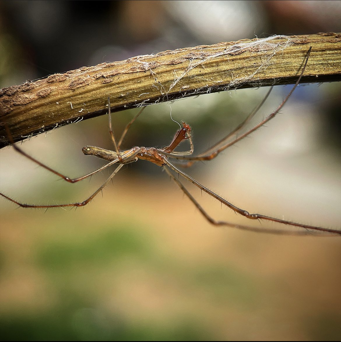 elpapadelSPY's tweet photo. Long-Jawed Orb-weaver. #bugdaddynj #bugdaddy #newjersey #newjerseywildlife #njwildlife #macrophotography #naturephotography #wildlifephotography #insectsofnj #bugsofnj #buglivesmatter #insectsofinstagram #insectsphotography #entomology #spidersoftheworld #spiders https://t.co/RHDHgZeK0a