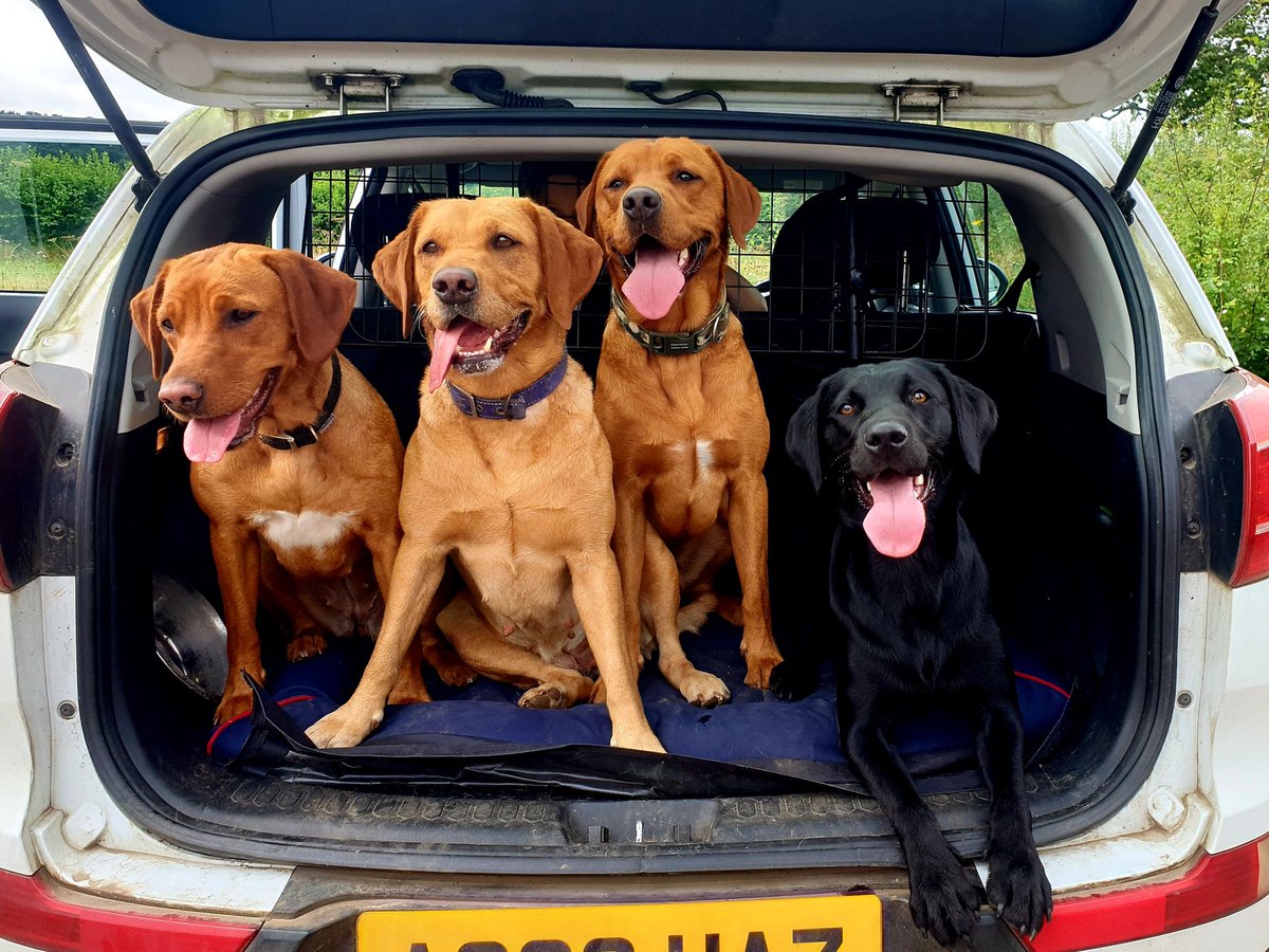 ColinScoles's tweet photo. Well that was a good weekend!
@Hels_Bels_123 
@TEldertons 
@LabradorRetri12 
#dogsoftwitter https://t.co/MUkvasYEqg