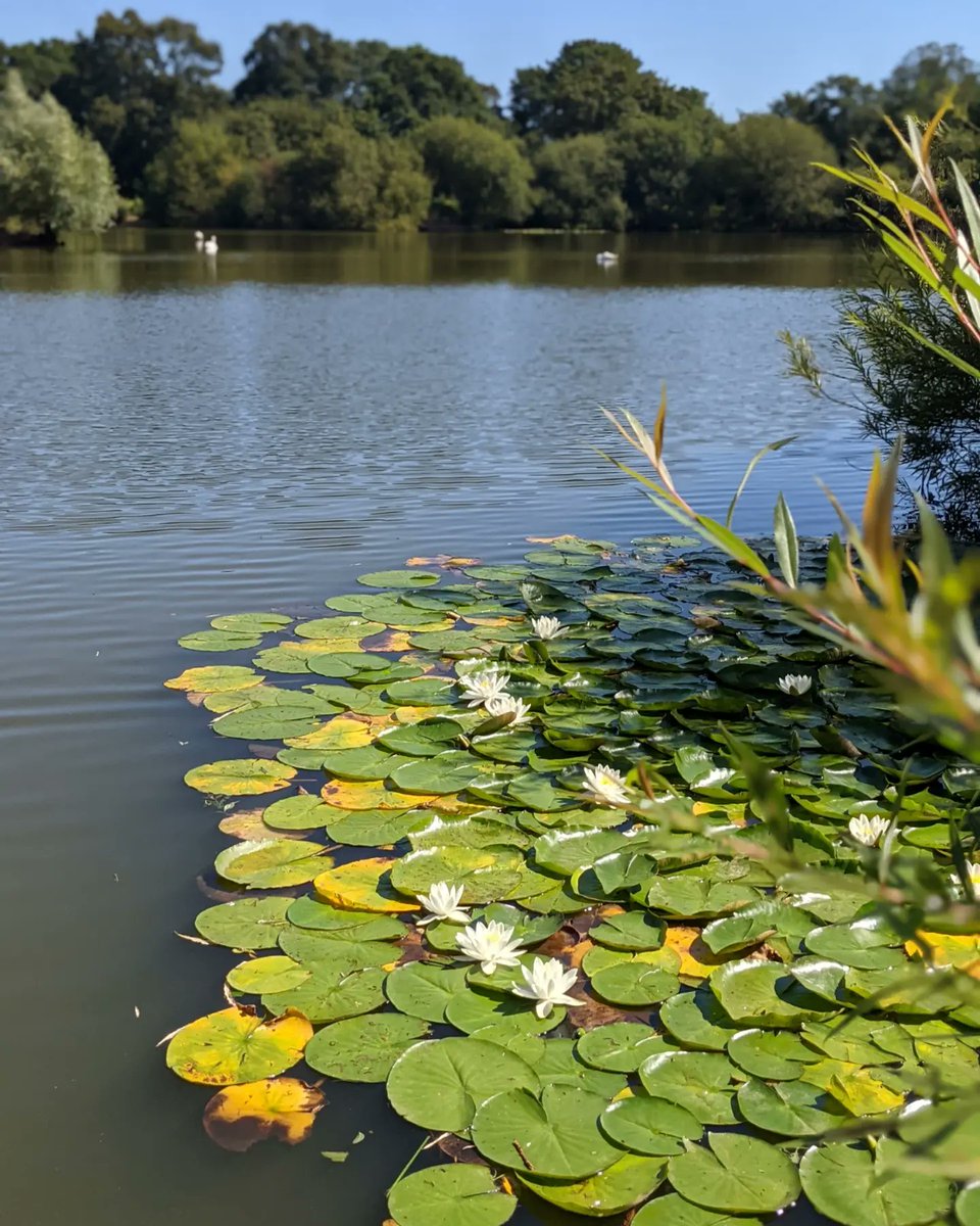 Kabala Kitchen tweet media