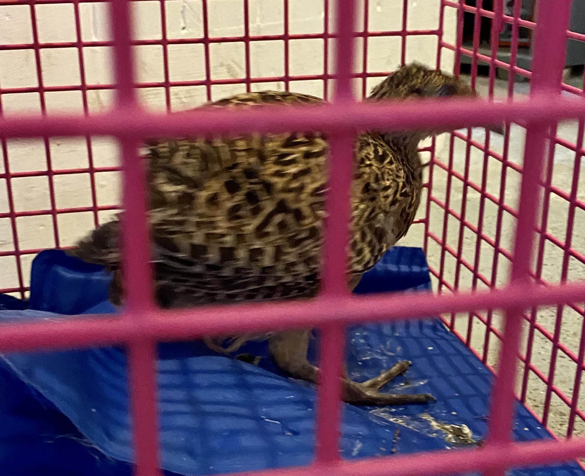 Henry S Haven Cat Rescue Henryshaven Twitter