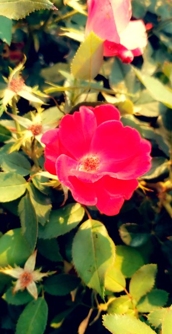 Look at this pretty flower. Heart if it makes you happy. Comment if you have pretty house plants. 420<a href="/tag/legstwitter"class="tags"><span>#legstwitter</span></a>
