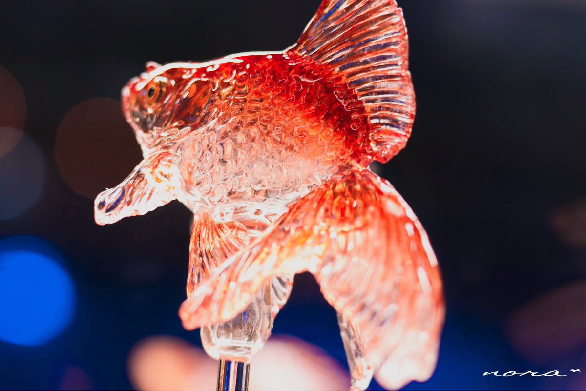 Nora 海月 Norakurage0214 Twitter