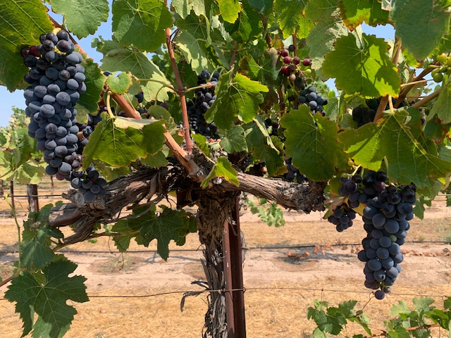 Harvest Festival will be here soon!  Start planning your trip for this fun filled weekend October 15-17.  Go to our website to make your tasting reservation.  Can you guess what varietal this is?
